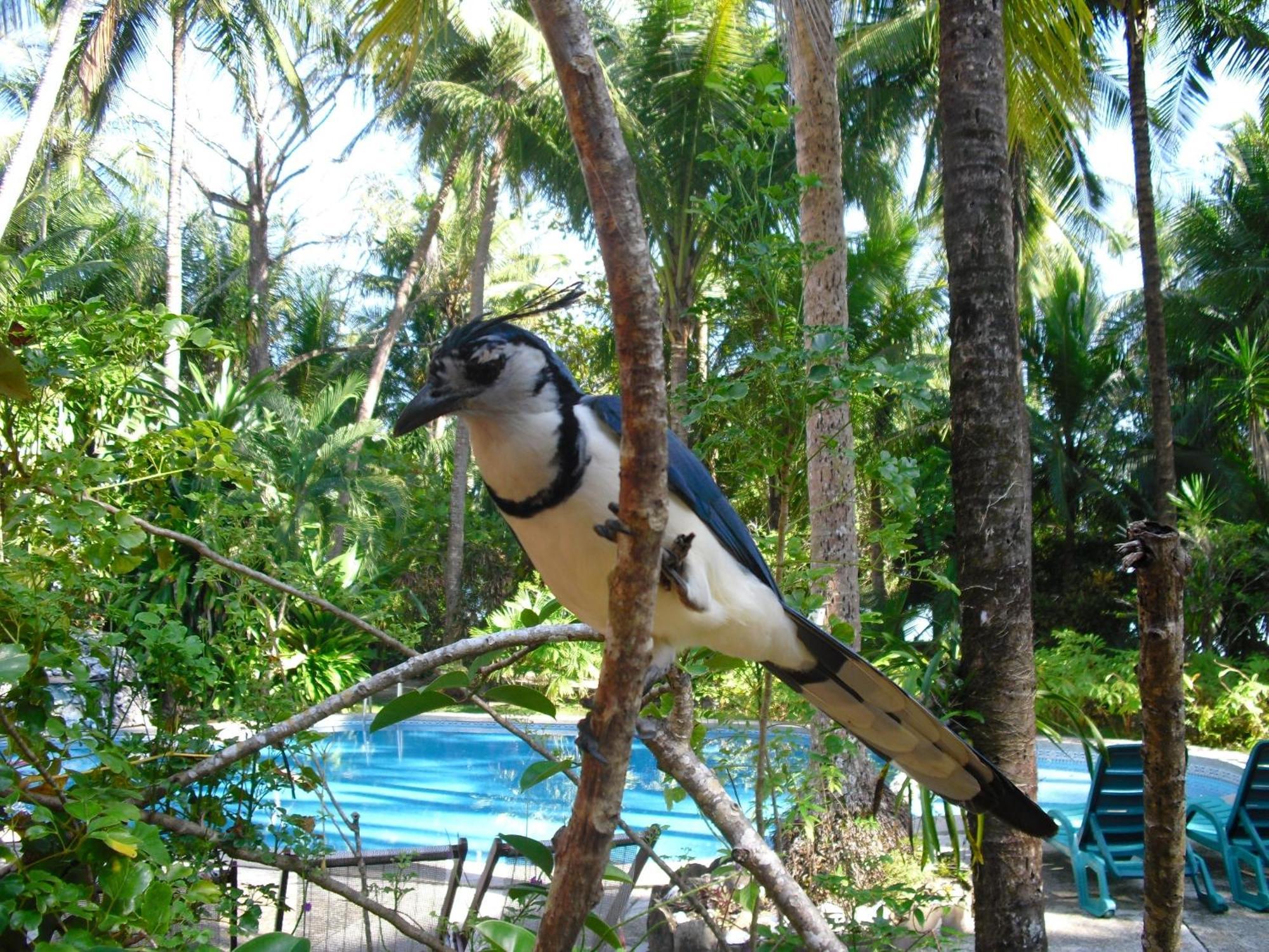 Calala Lodge Cabuya  Esterno foto